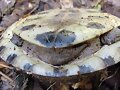 Cuora amboinensis amboinensis - hembra