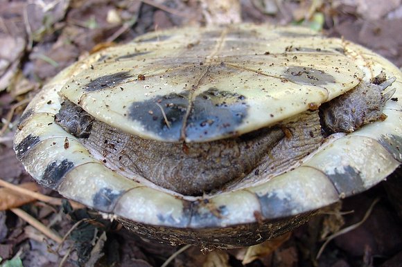 Cuora amboinensis amboinensis - hembra