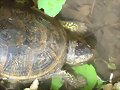 Emys orbicularis fritzjuergenobsti - cabeza