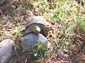 El (inexistente) cortejo de la Terrapene ornata 4