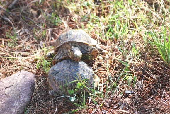 El (inexistente) cortejo de la Terrapene ornata 4