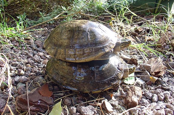 Cuora amboinensis amboinensis - pareja