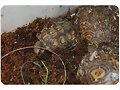 Rhinoclemmys pulcherrima manni - grupo