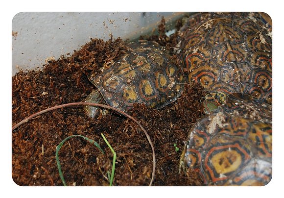 Rhinoclemmys pulcherrima manni - grupo
