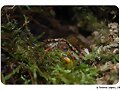 Rhinoclemmys pulcherrima manni - cr&iacute;a