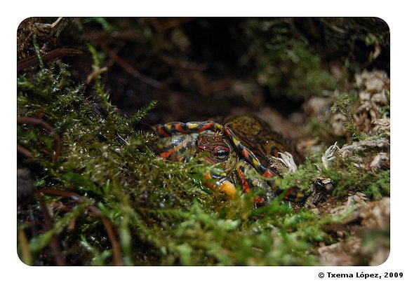 Rhinoclemmys pulcherrima manni - cría
