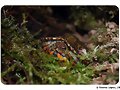 Rhinoclemmys pulcherrima manni - cr&iacute;a