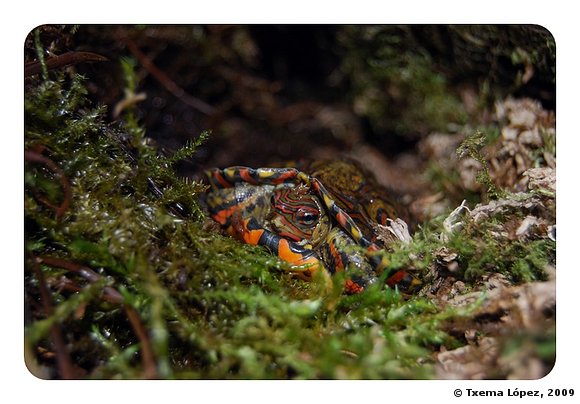 Rhinoclemmys pulcherrima manni - cría