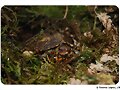 Rhinoclemmys pulcherrima manni - Cr&iacute;a