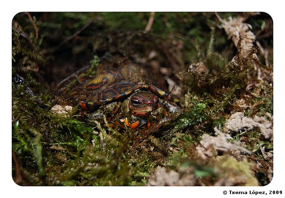 Rhinoclemmys pulcherrima manni - cría