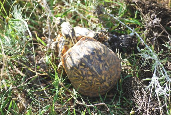 El (inexistente) cortejo de la Terrapene ornata 5