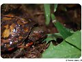 Rhinoclemmys pulcherrima manni - semiadultas - 2