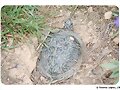 Terrapene ornata luteola - hembra
