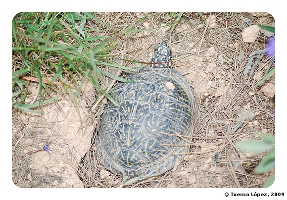 Terrapene ornata luteola - hembra