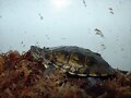 Actinemys marmorata - 1