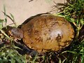 Terrapene carolina triunguis - Hembra