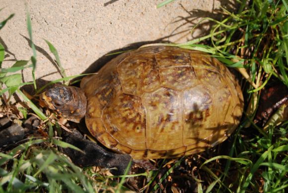 Terrapene carolina triunguis - Hembra