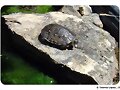 Actinemys marmorata