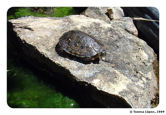 Actinemys marmorata