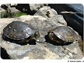 Actinemys marmorata - 4