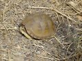 Terrapene carolina triunguis - macho juvenil