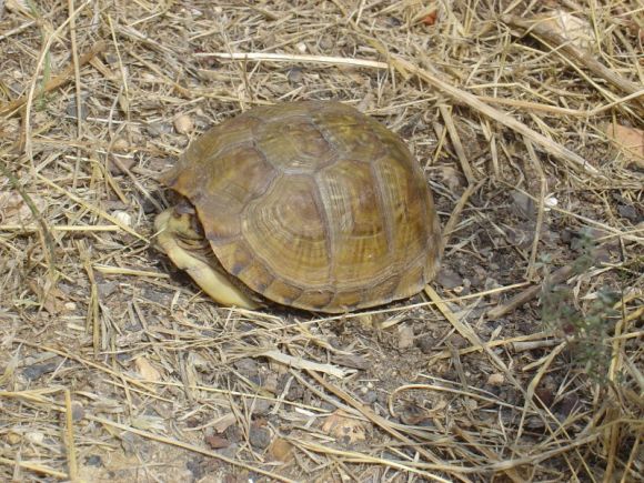 Terrapene carolina triunguis - macho juvenil