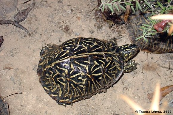 Terrapene carolina bauri - macho
