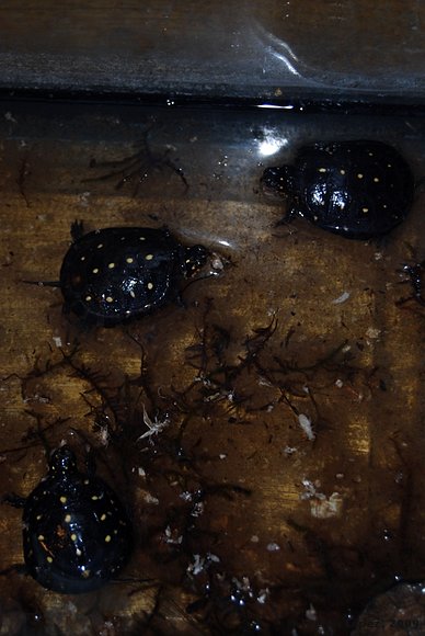 Crías de Clemmys guttata comiendo grillos