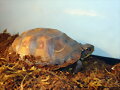 juveniles - Terrapene carolina major