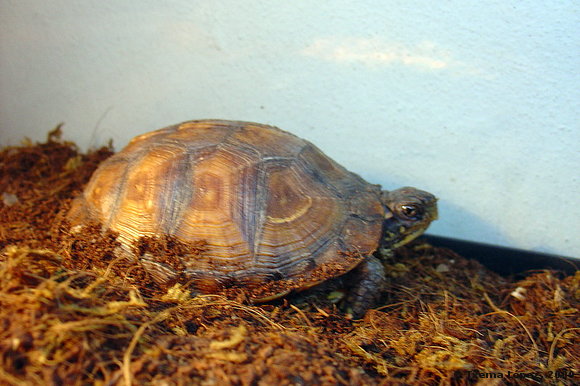 juveniles - Terrapene carolina major