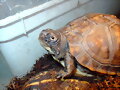juveniles - Terrapene carolina carolina