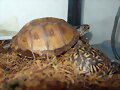 juveniles - Terrapene carolina major y triunguis