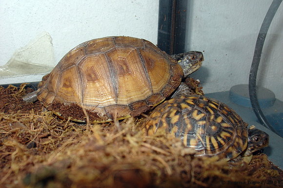 juveniles - Terrapene carolina major y triunguis
