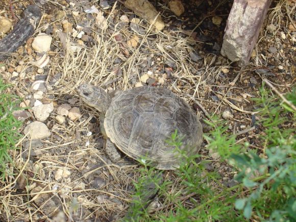 Terrapene carolina triunguis - hembra juvenil