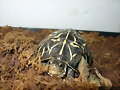 juveniles - Terrapene carolina bauri