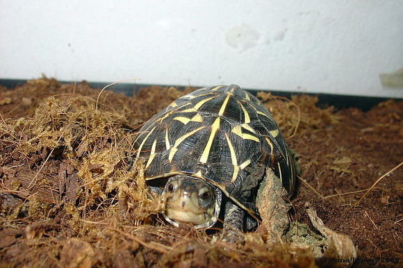 juveniles - Terrapene carolina bauri