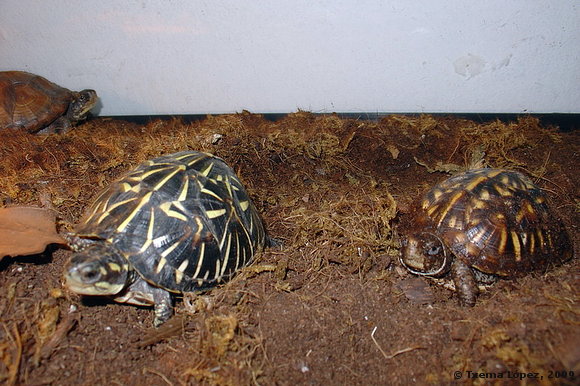 juveniles - Terrapene carolina carolina y bauri
