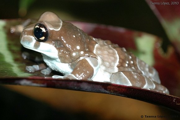 Trachycephalus resinifictrix