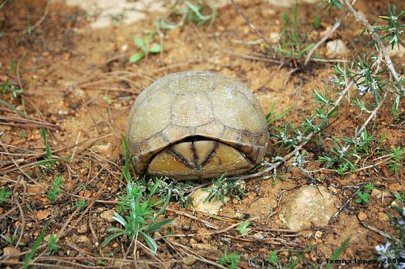 Terrapene carolina mexicana - macho
