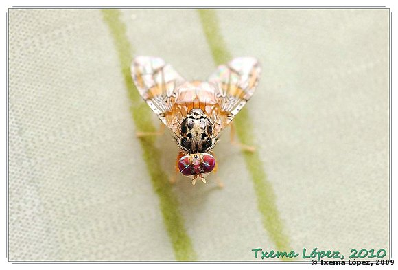 Mosca... que alguien me ayude a identificarla