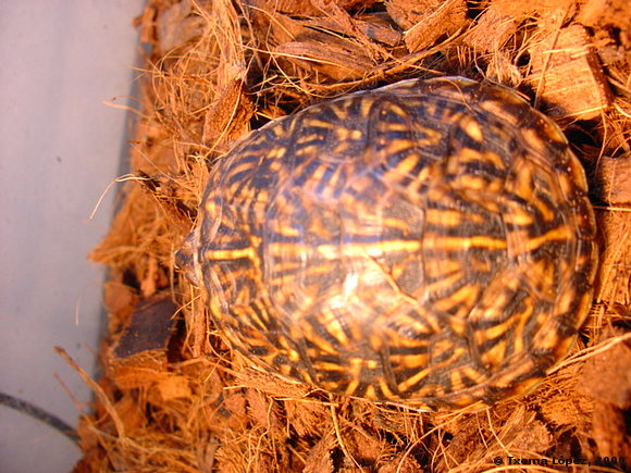 Crías - Terrapene ornata luteola - 1