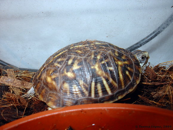 Crías - Terrapene ornata luteola - 2