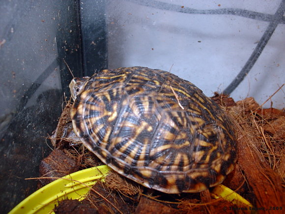 Crías - Terrapene ornata luteola - 3