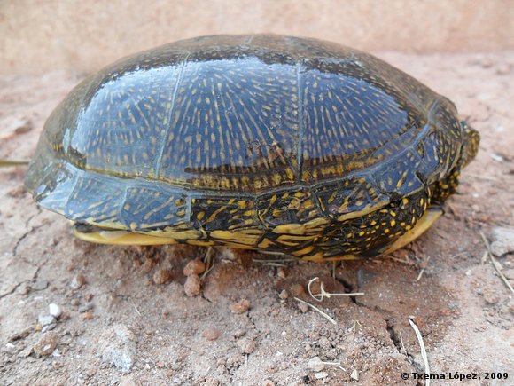 Emys orbicularis