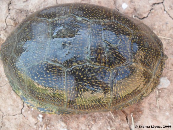Emys orbicularis