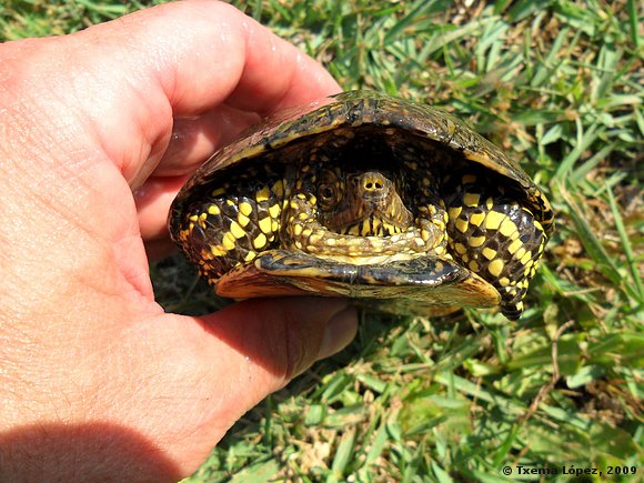 Emys orbicularis
