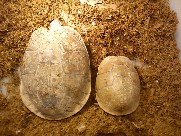triunguis y major 2