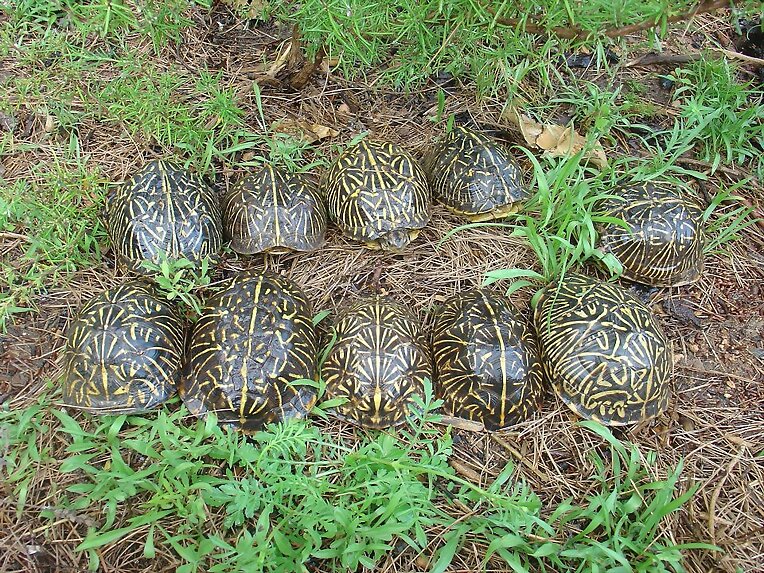 Grupo de Terrapene carolina bauri