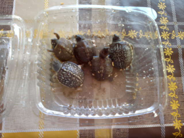 Terrapenes recién nacidas
