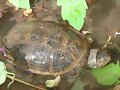 Emys orbicularis fritzjuergenobsti